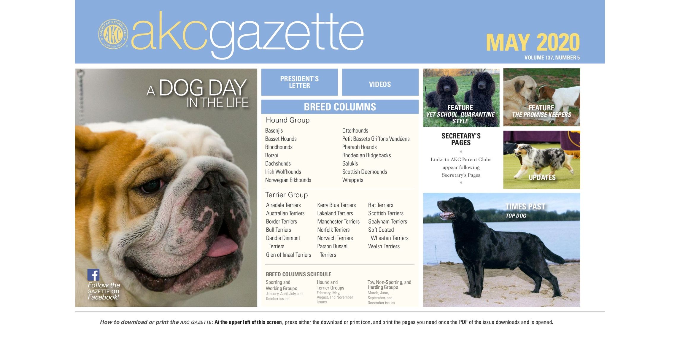 difference between hound and terrier